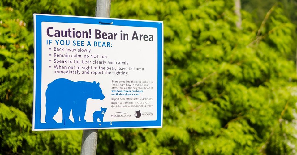 Black bear in West Vancouver — file photo