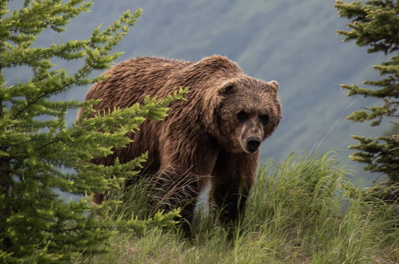 grizzly bear attack in banff