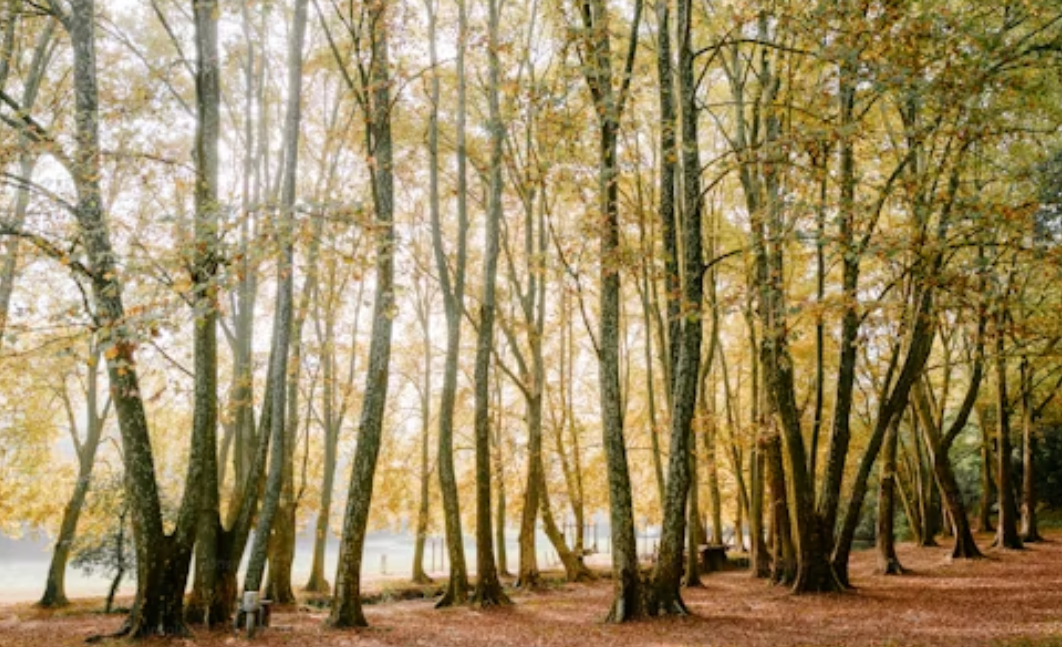 trees