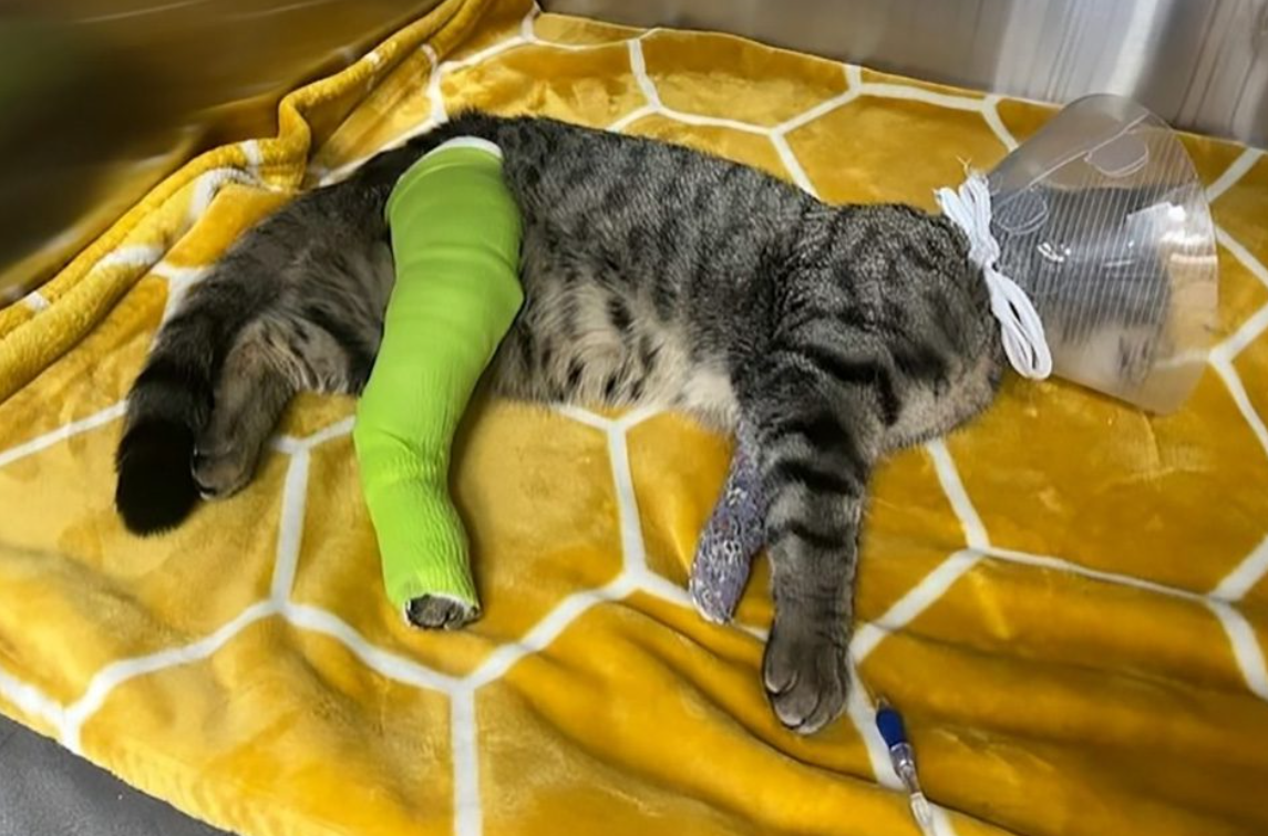 Cat injured in North Vancouver.