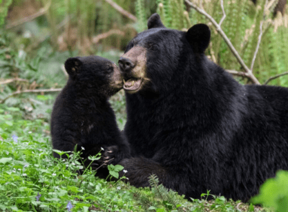 Two black bears entered a West Vancouver home after food was left out, prompting police to remind residents about bear safety. Photo: North Shore Black Bear Society