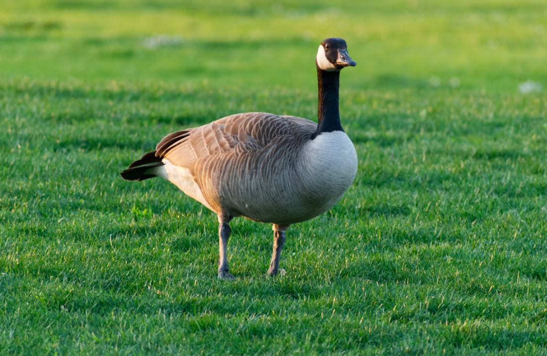 Canada Geese