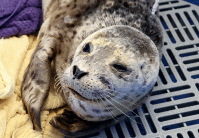 Seal pup rescued in West Van
